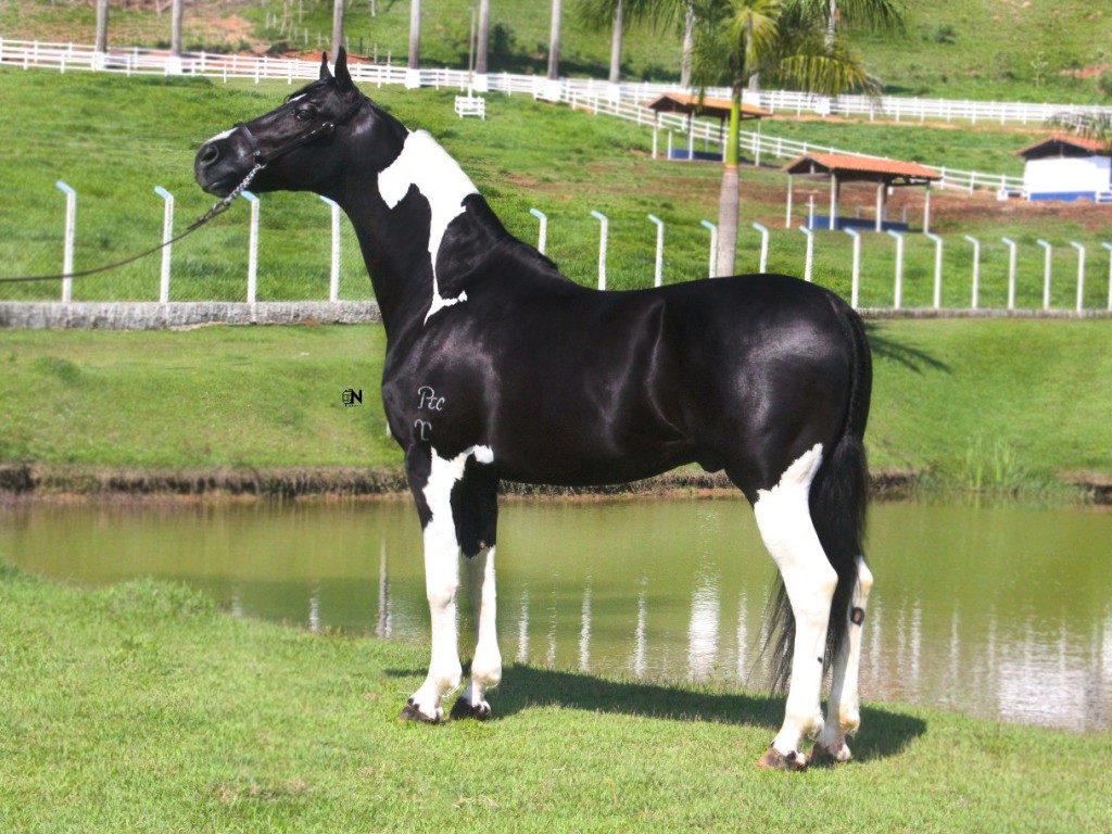 Cavalo Selvagem - 100cm x 136cm | Ateliê DuFernandes