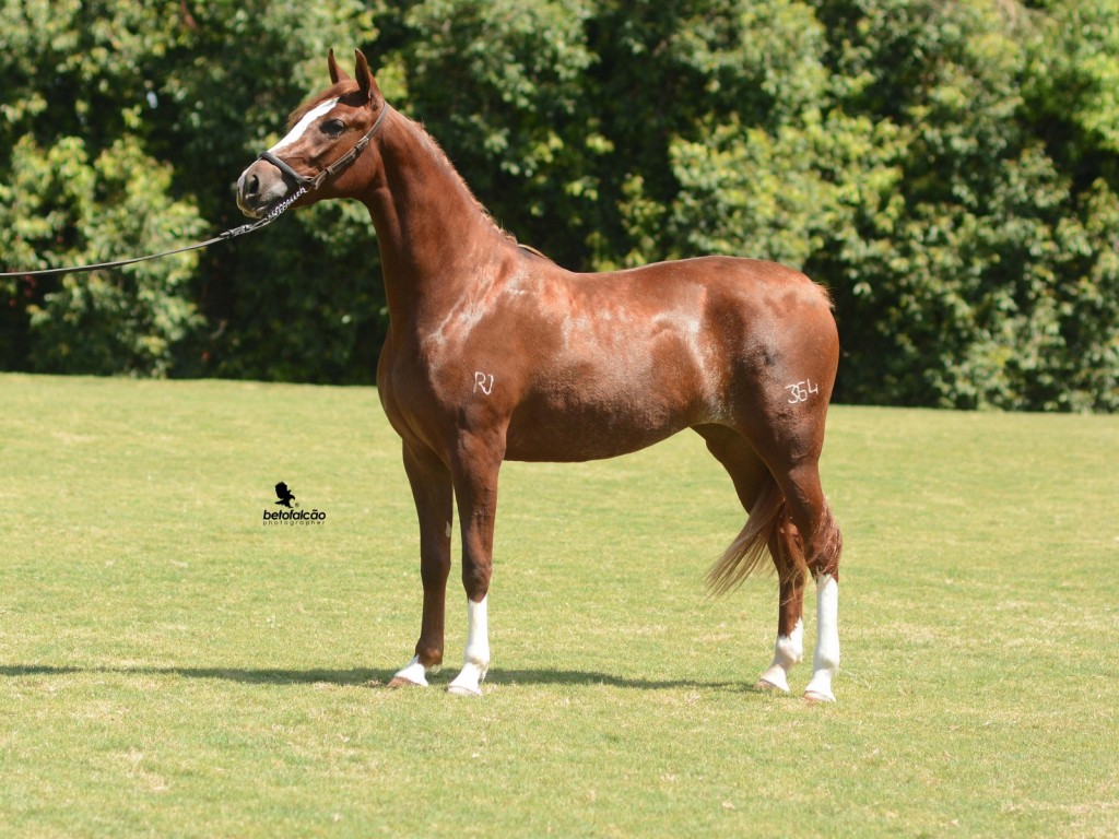 LOTE 04 | TIGRESA RJF BOA VISTA (T.E.) (31º MANGALARGÃO) - RPN Leilões